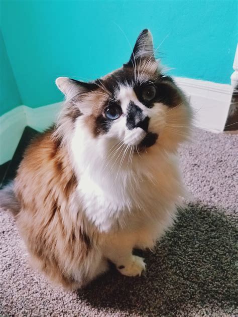 Snowshoe/ragdoll Mix? | TheCatSite