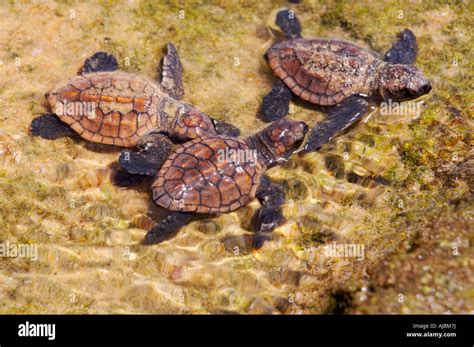 Three Loggerhead Turtle Hatchlings Stock Photo - Alamy