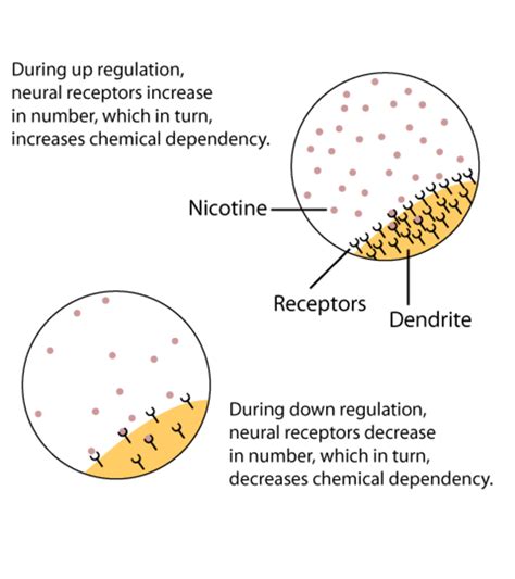 Receptors: Methods of studying receptors, number of receptors per cell ...