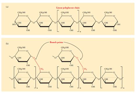 biochemistry - Bonding between amylopectin and amylose - Chemistry ...