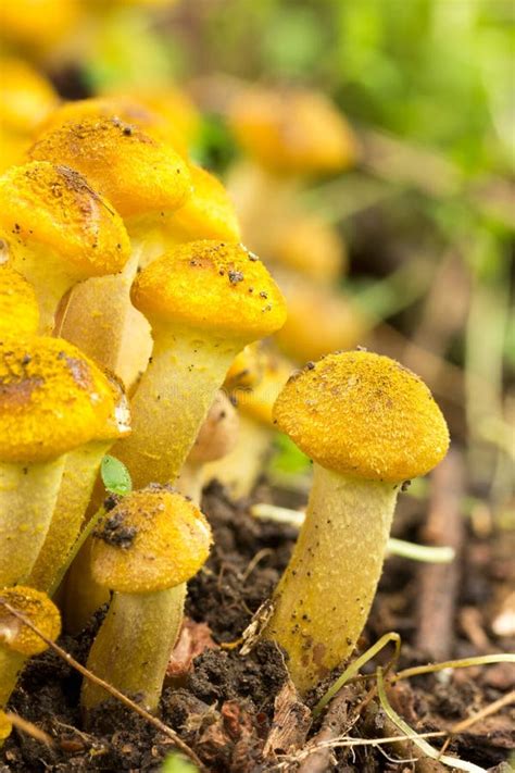 Young Autumn Honey Agaric Mushrooms Stock Image - Image of forest ...