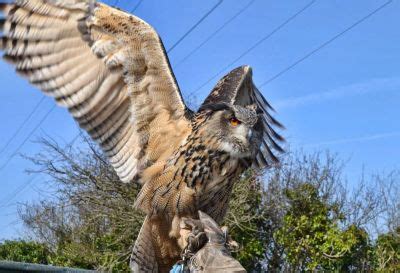 Screech Owl Sanctuary - Newquay | Cornwall Guide