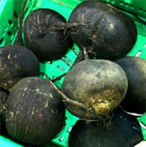 Black Spanish Radish: Health Benefits of its Roots, Leaves and Juice