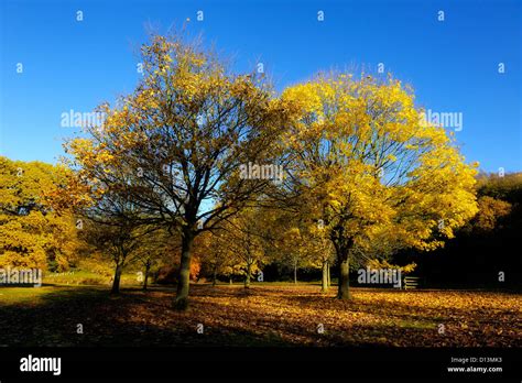 Autumn trees in a local park england uk Stock Photo - Alamy