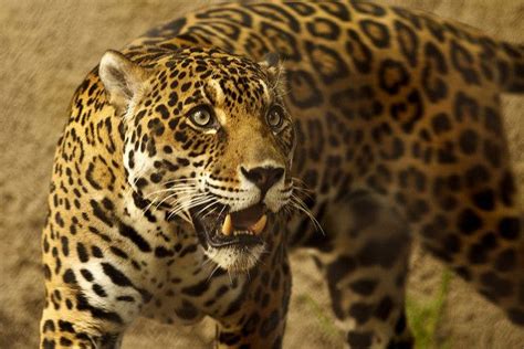 Jaguar | Jaguar animal, Rainforest animals, Wild cats