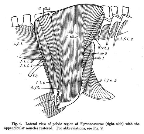 Dinosaur Muscle reference | Prehistoric animals, Dinosaur illustration, Dinosaur images