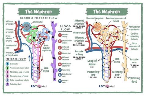 Interlobular Artery