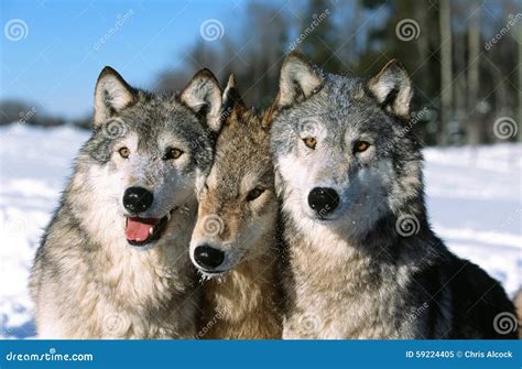 Timber wolf pack portrait stock image. Image of grey - 59224405