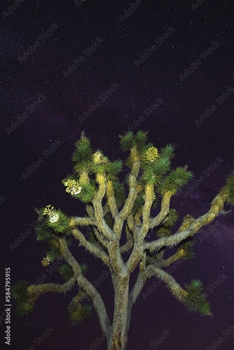 Joshua Tree with Starry Night Sky Stock Photo | Adobe Stock