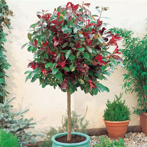 Photinia x fraseri 'Red Robin' - Shrubs - Van Meuwen | Arbustos, Arvores pequenas, Plantas de pátio