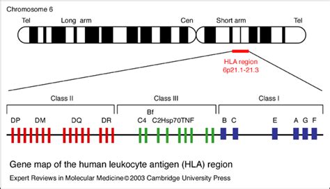 Gene map of the human leukocyte antigen (HLA) region. Chromosome 6, Organ Transplant, Molecular ...