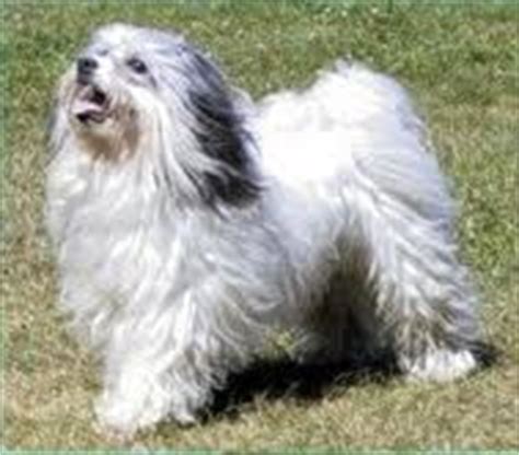 Dog Breeds Show: Löwchen