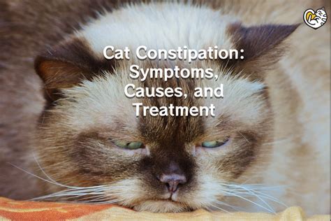 Cat Constipation: Symptoms, Causes, Treatment, and Recovery