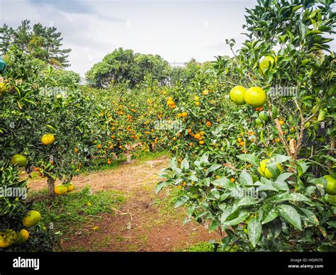 Tangerine orange farm in Jeju island, South Korea Stock Photo - Alamy