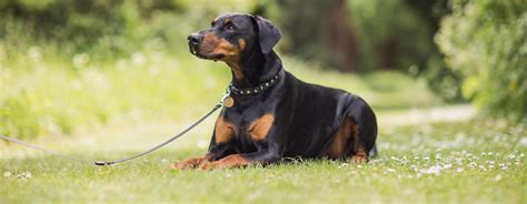 9 Striking Black and Tan Dog Breeds | Purina