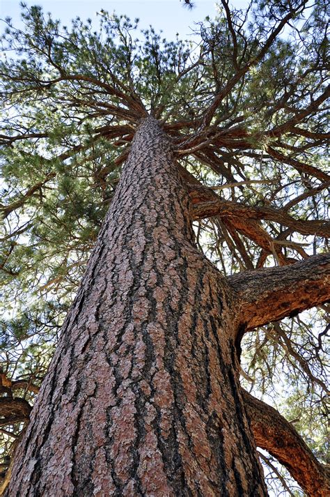 Large Ponderosa Pine | Large Ponderosa Pine tree along the A… | Flickr