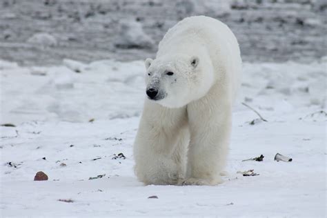 Polar Bear Names-Amazing list Of Bear Names