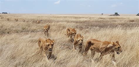 Lions In Africa