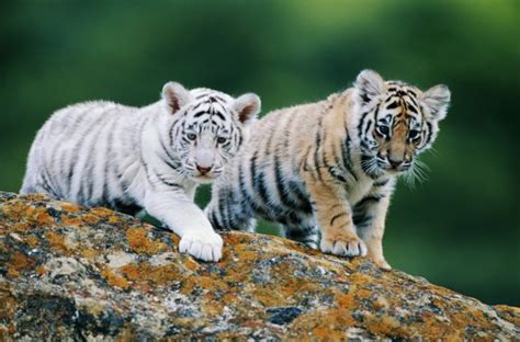 International Tiger Day 2016: 17 cute tiger cubs that are ferocious AF | Metro News
