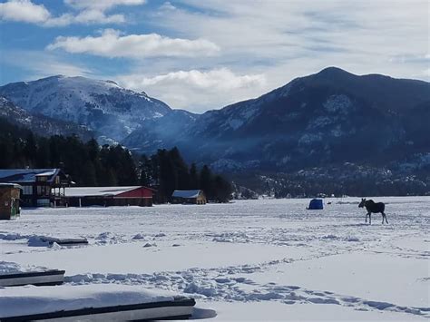 5 Types of Wildlife in Grand Lake, Colorado