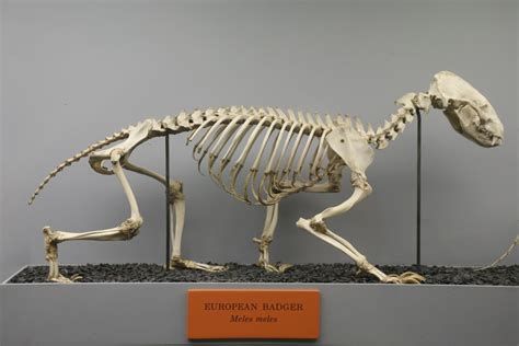 European Badger (Meles meles) | Skeleton, Badger, Taxidermy