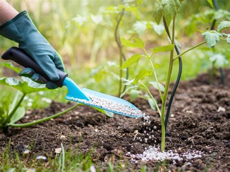 Fertilizers For Tomatoes - When And How To Use Tomato Fertilizer ...