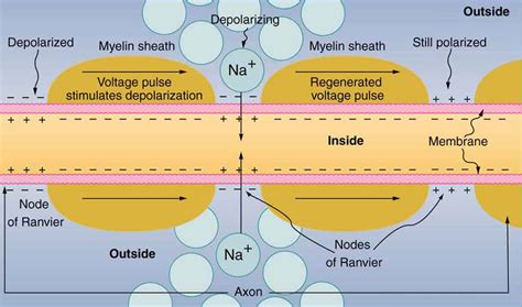 How do action potentials travel along the axon? | Socratic