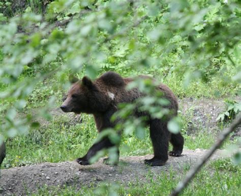 Wildlife romania, brown bear, wild wolf, grey wolves