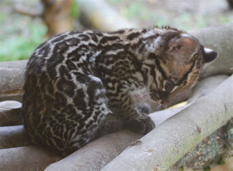 Ocelot cub 2 by NicamShilova on DeviantArt