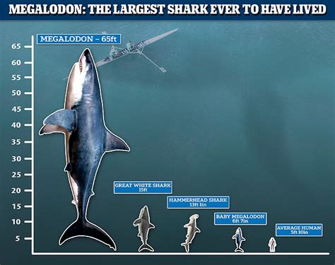 Megalodons were cannibals! Study shows the megatooth sharks were higher up the food chain than ...