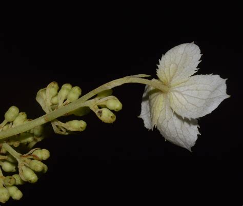 Hydrangea aspera subsp. aspera – eFlora of India