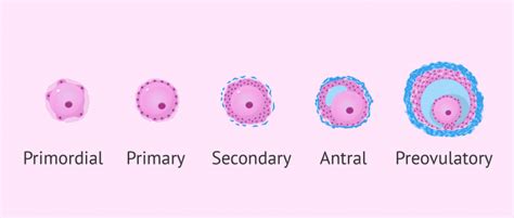 Development of follicles in ovaries