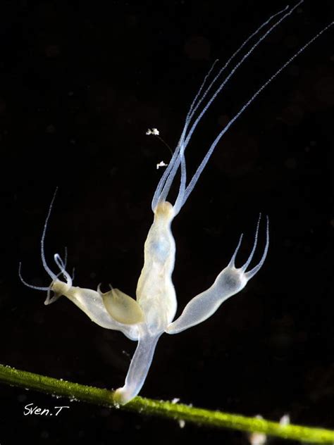 A Hydra reproducing, by Sven Tramaux Hydra are small, simple, fresh-water animals that possess ...