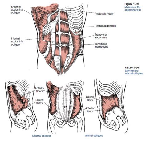 Core Muscles Anatomy