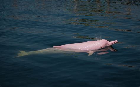 Pink,Dolphin,In,The,Sea. | Good Nature Travel Blog