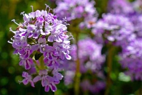 How To Use Thyme Flowers - Urban Garden Gal