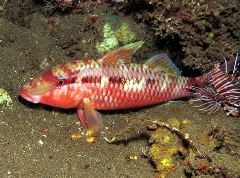 Indian goatfish - Parupeneus indicus - Goatfishes - - Tropical Reefs