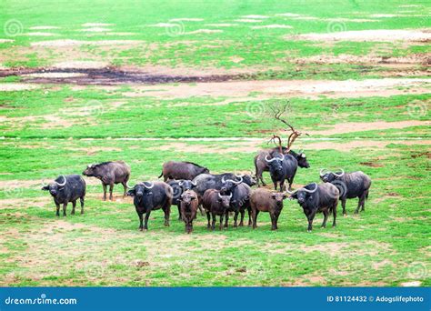 African Buffalo Herd in South Africa Stock Photo - Image of herd, outdoors: 81124432