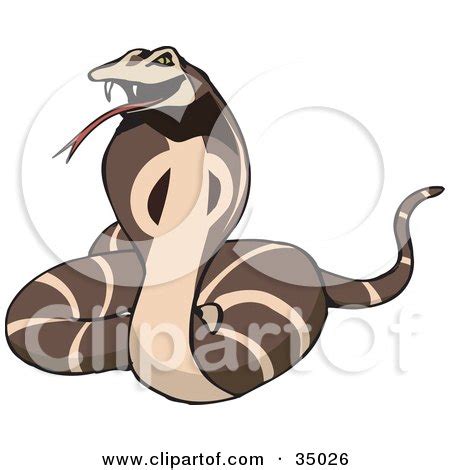 Defensive Brown Cobra Snake Hissing And Flaring Its Hood Posters, Art ...