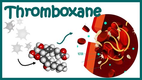 Thromboxane || Structure ,Biosynthesis and function - YouTube