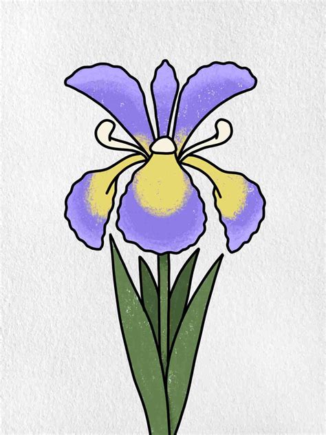 How To Draw An Iris Flower - Faultconcern7