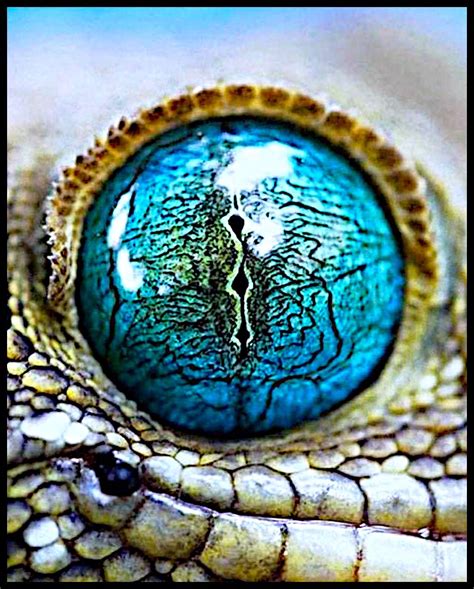 Blue snake eye Les Reptiles, Reptiles And Amphibians, Eye Photography, Animal Photography ...