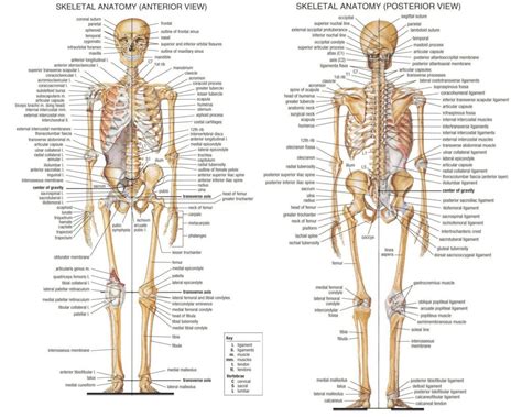 Guide to all the bones in your body. | Human bones anatomy, Body bones, Skeleton anatomy