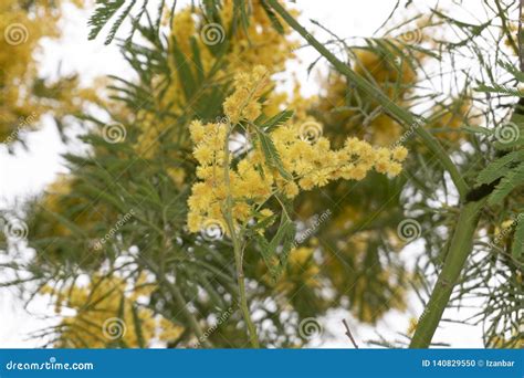 Blooming Yellow Mimosa on a Tree Stock Photo - Image of plant, wattle: 140829550