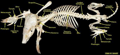 Mole Skeleton Labeled | Animal skeletons, Skull reference, Skeleton