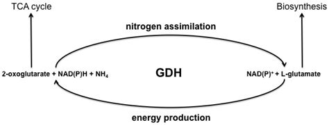 Biology | Free Full-Text | Multiple Forms of Glutamate Dehydrogenase in Animals: Structural ...