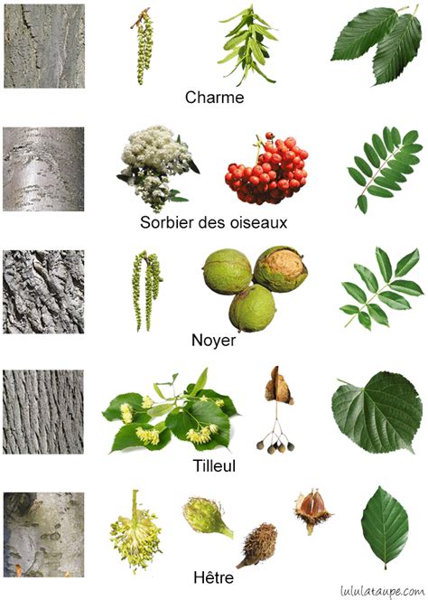 Reconnaître les arbres de la forêt (1) - Lulu la taupe, jeux gratuits pour enfants | Reconnaitre ...