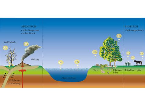 At the methane source of plants: Plants produce greenhouse gas from the amino acid methionine