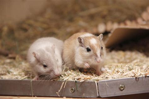 Best Gerbil Cage Size: How to Choose the Right Habitat - LittleGrabbies