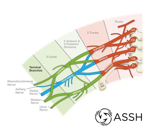 Anatomy 101: Brachial Plexus | The Hand Society